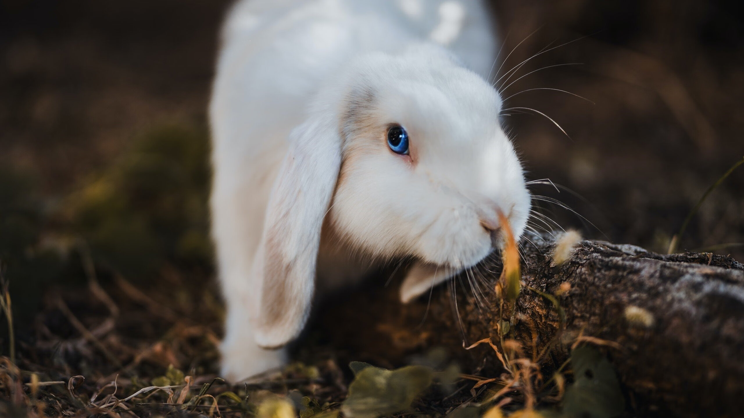 伯科夫用实力回应所有质疑,伯科e眼能治疗近视么
