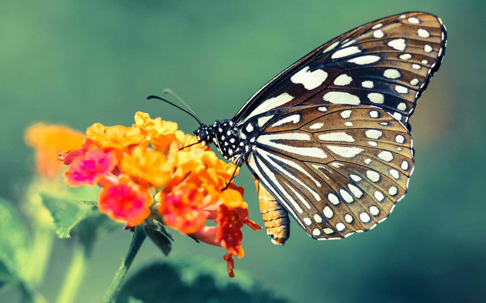 斯洛伐克女篮在欧洲预赛中表现优异,期待奥运佳绩到来,斯洛伐克u20女篮