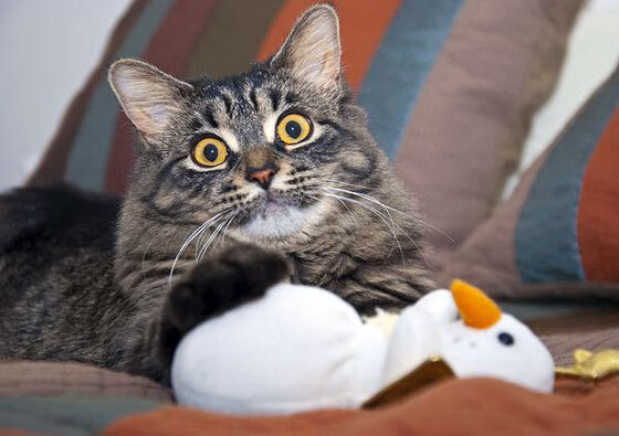 开云平台-新闻中心通告体育类赛事奖项设立申请时间表，体育赛事奖励办法